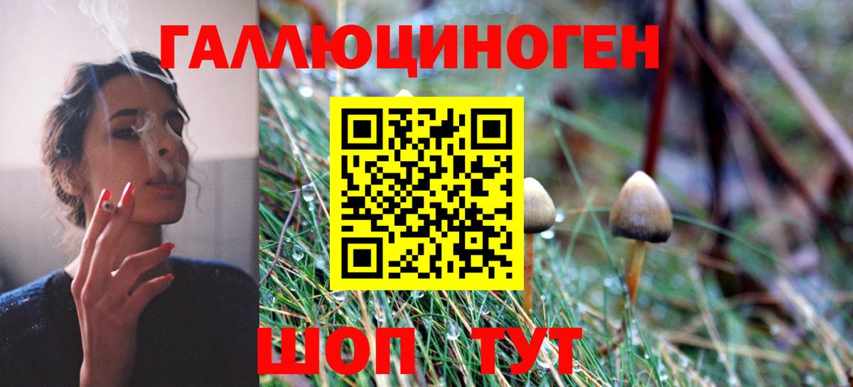 Псилоцибиновые грибы Psilocybe Курчатов